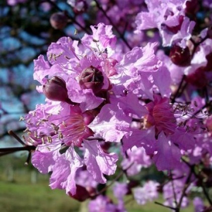 Aricá (Floração