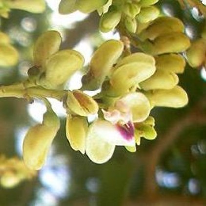 Arvores Malai - Cumbaru (Flores)