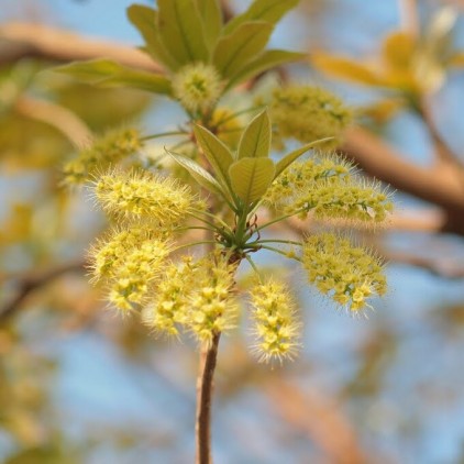 Arvores Malai - Capitao-do-Campo (Flores)