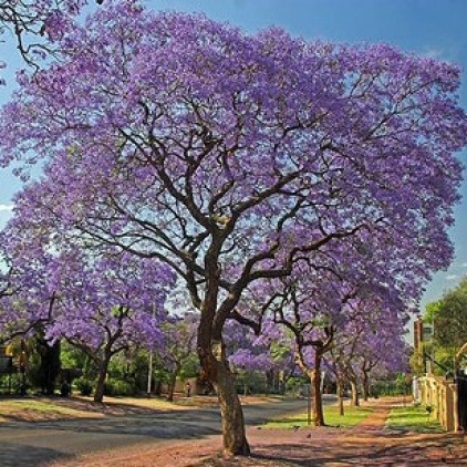 Arvores do Malai Manso Resort Jacarandá 