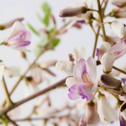 Árvores Malai - Sucupira Branca - Flores