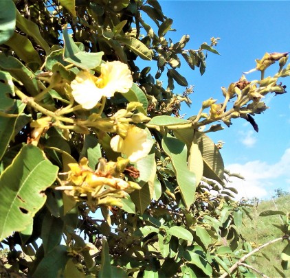 Árvores Malai - Pau Terra - Flores