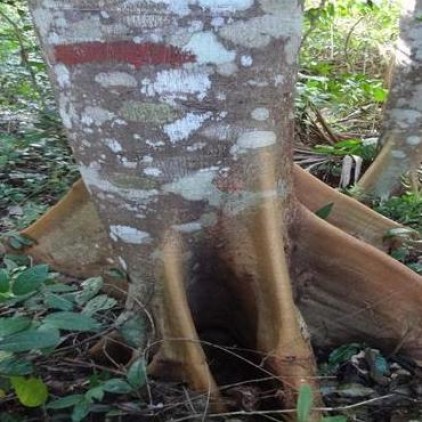 Árvores Malai -Pinho Cuiabano - Raízes