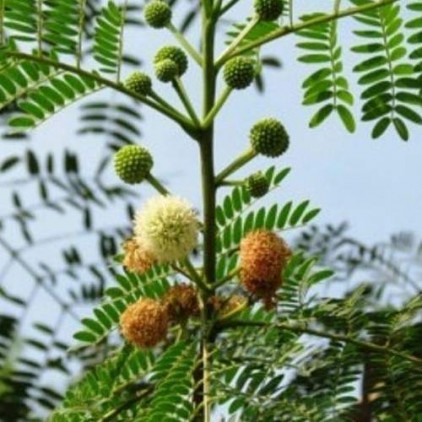 Árvores Malai - Leucena - Flores