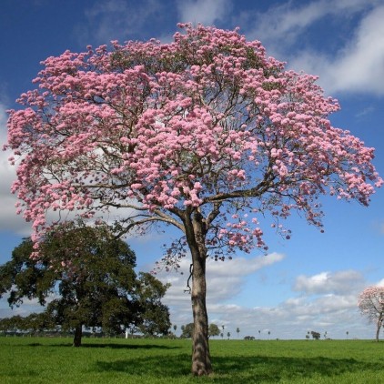 Árvores Malai - Ipê Rosa (Tronco)