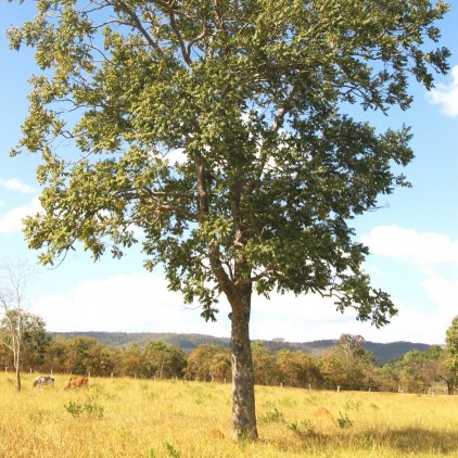 Árvores Malai - Gonçaleiro (Frutos)