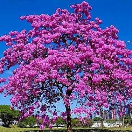 Ipê-Roxo