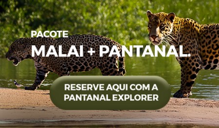 Malai + Pantanal Explorer